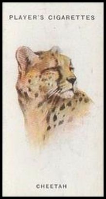 14 Cheetah
